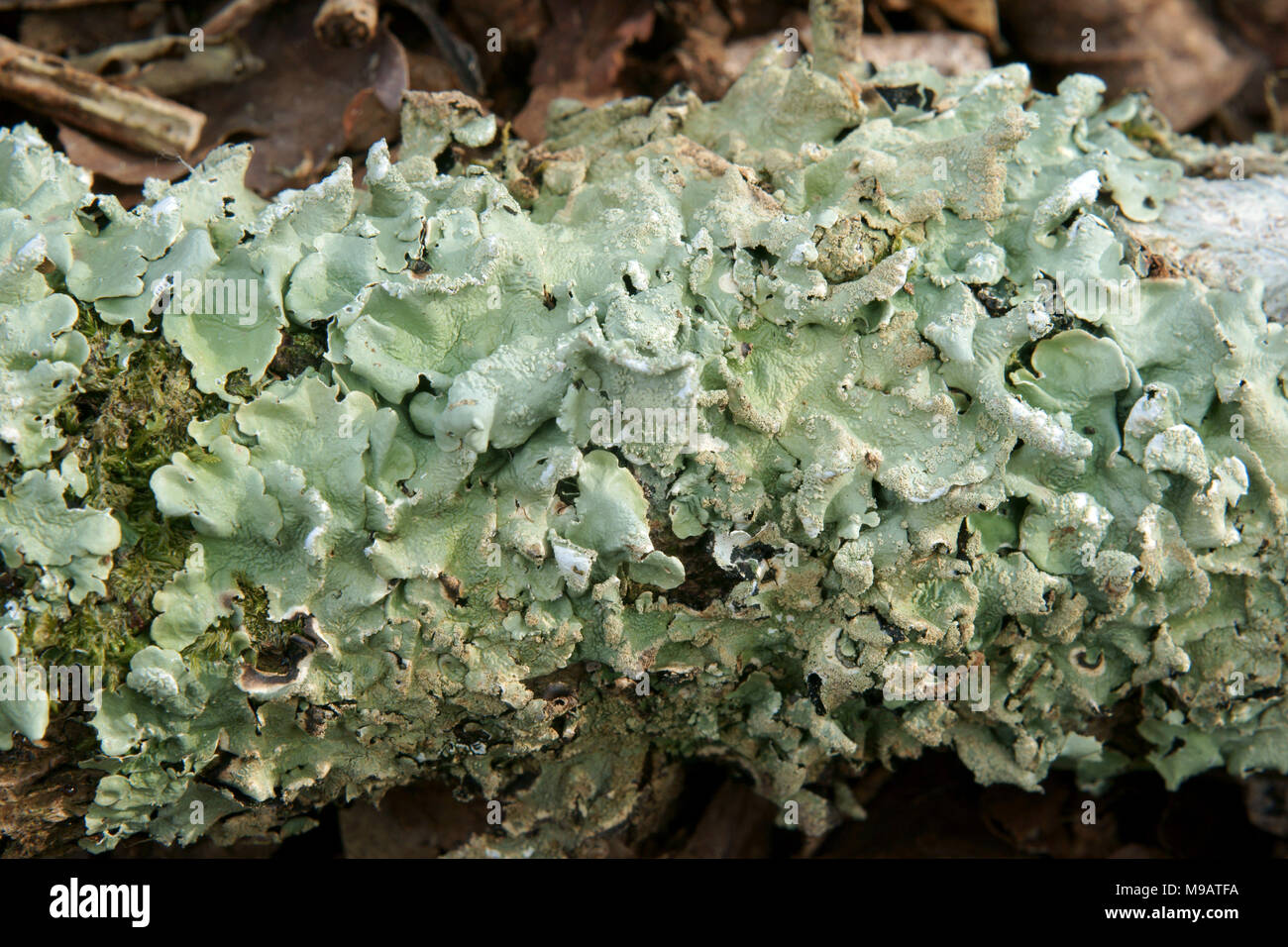Flavoparmelia caperata Banque D'Images