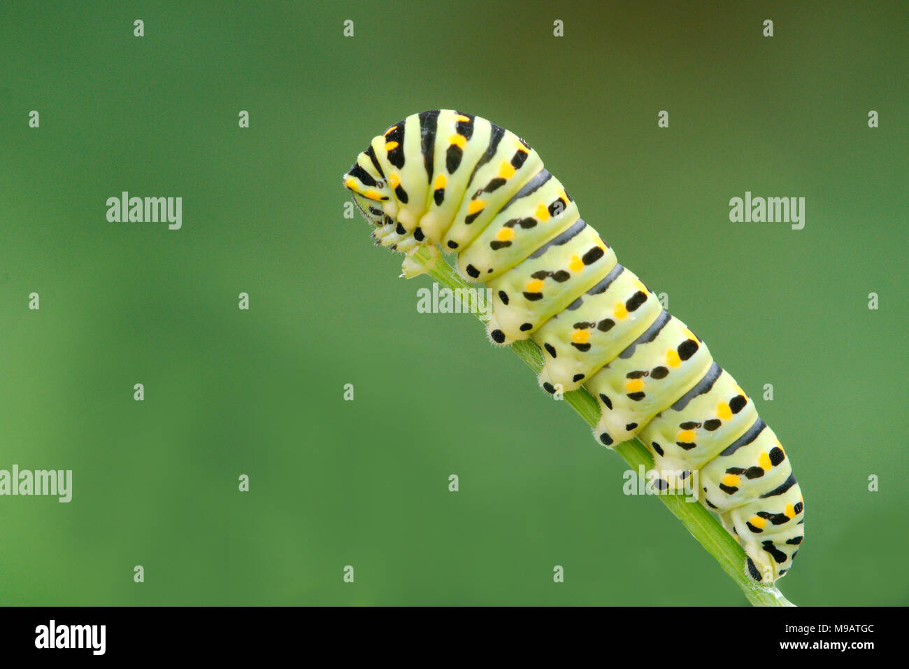Swallowtail Butterfly Caterpillar se nourrissant de fenouil Papilio Machaon gorganus photographié à Pont-Aven, au sud-ouest de la Bretagne, France Banque D'Images