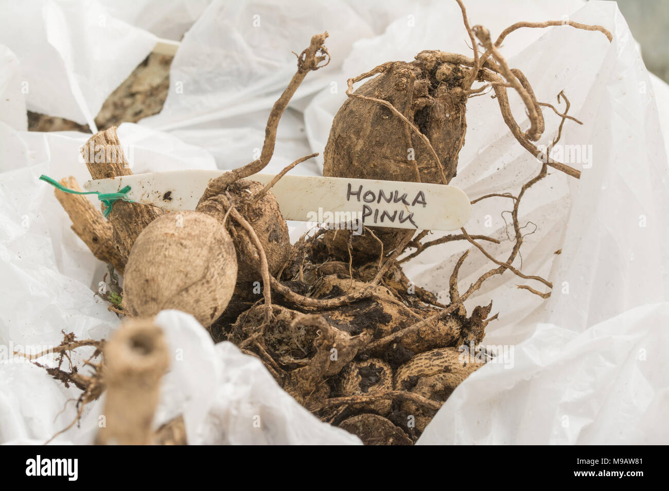 Les tubercules de Dahlia à vendre au printemps Banque D'Images