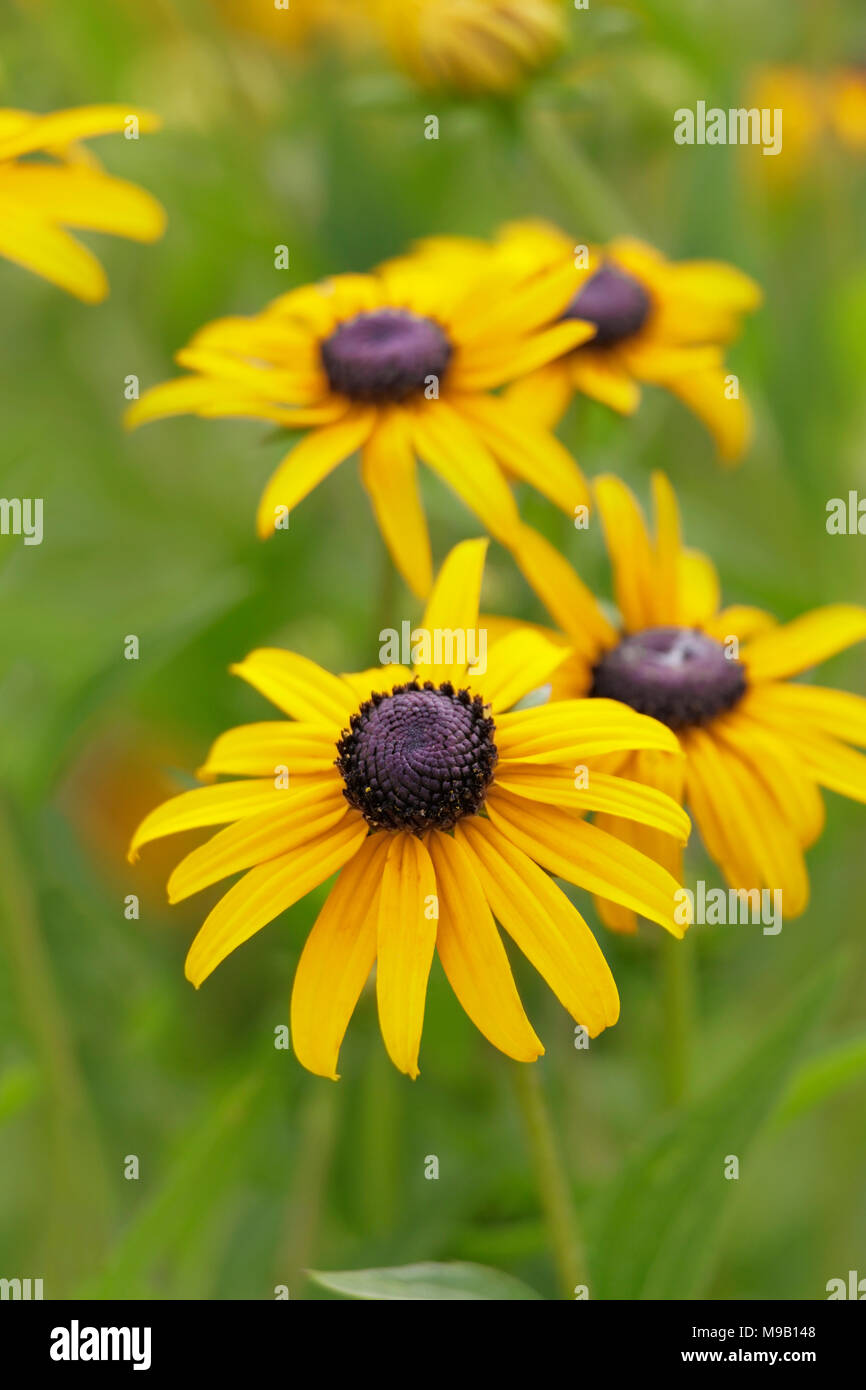 - Coneflower Rudbeckia, Black Eyed Susan - Juillet Banque D'Images