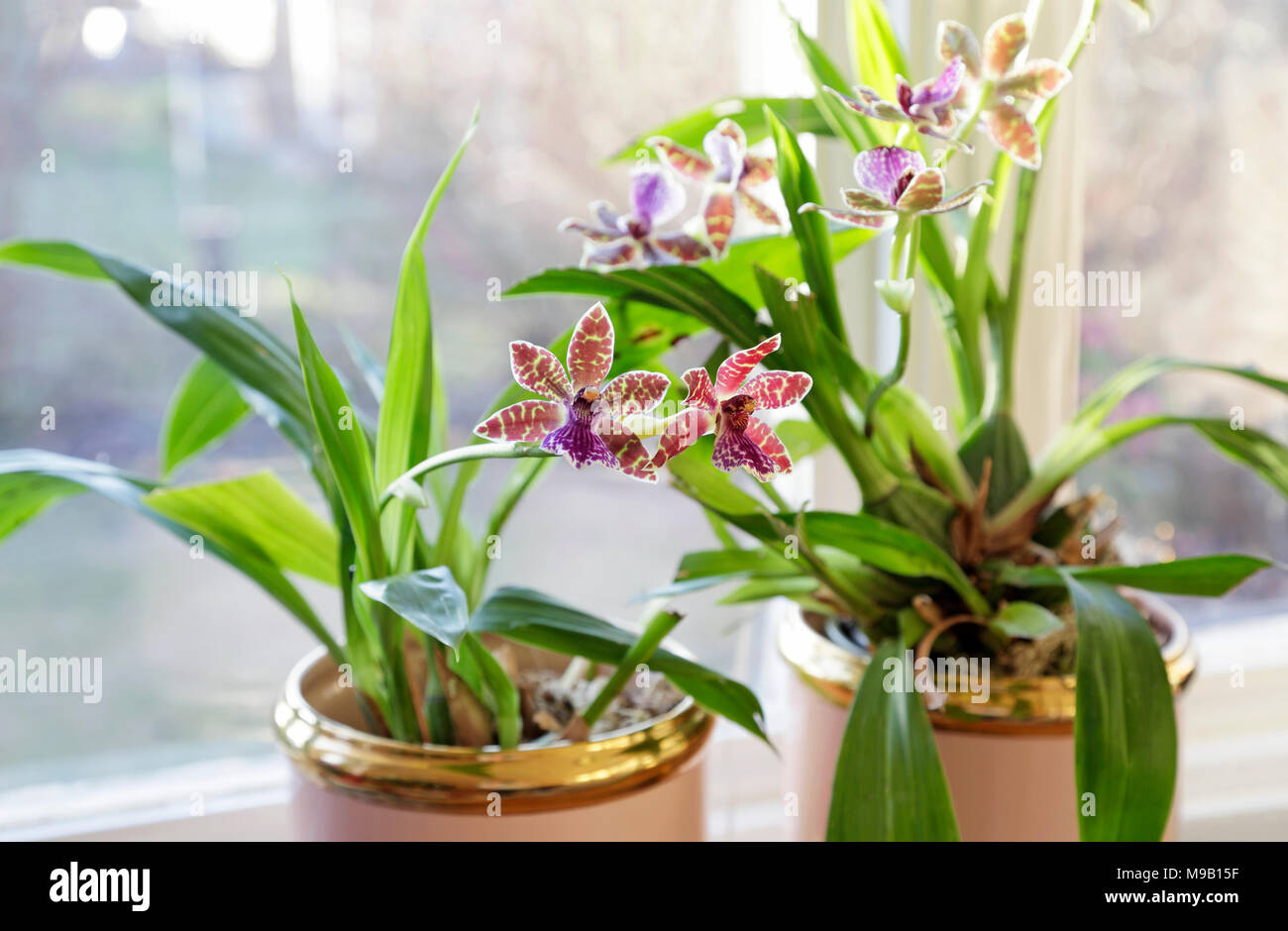 Les parcs d'Adélaïde Zygopetalum orchid Banque D'Images