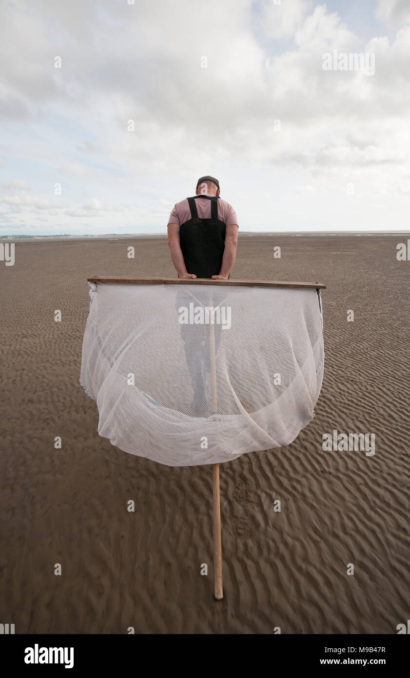 Un pêcheur de crevettes de loisirs dans la baie de Morecambe à marée basse à la célèbre crevettes brunes, Crangon crangon, à l'aide d'un poussoir fait maison net. Moreca Banque D'Images