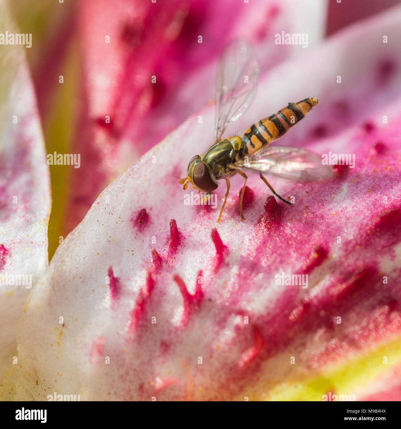Un plan macro sur une alimentation d'un oriental hoverfly lily. Banque D'Images