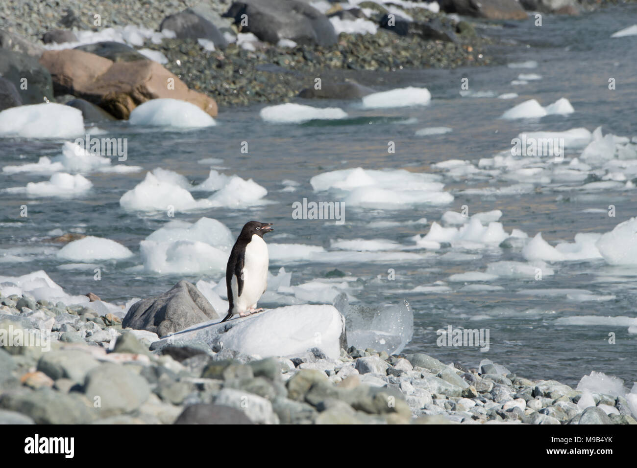 Un manchot Adélie (Pygoscelis adeliae) debout sur un rivage rocailleux en Antarctique Banque D'Images