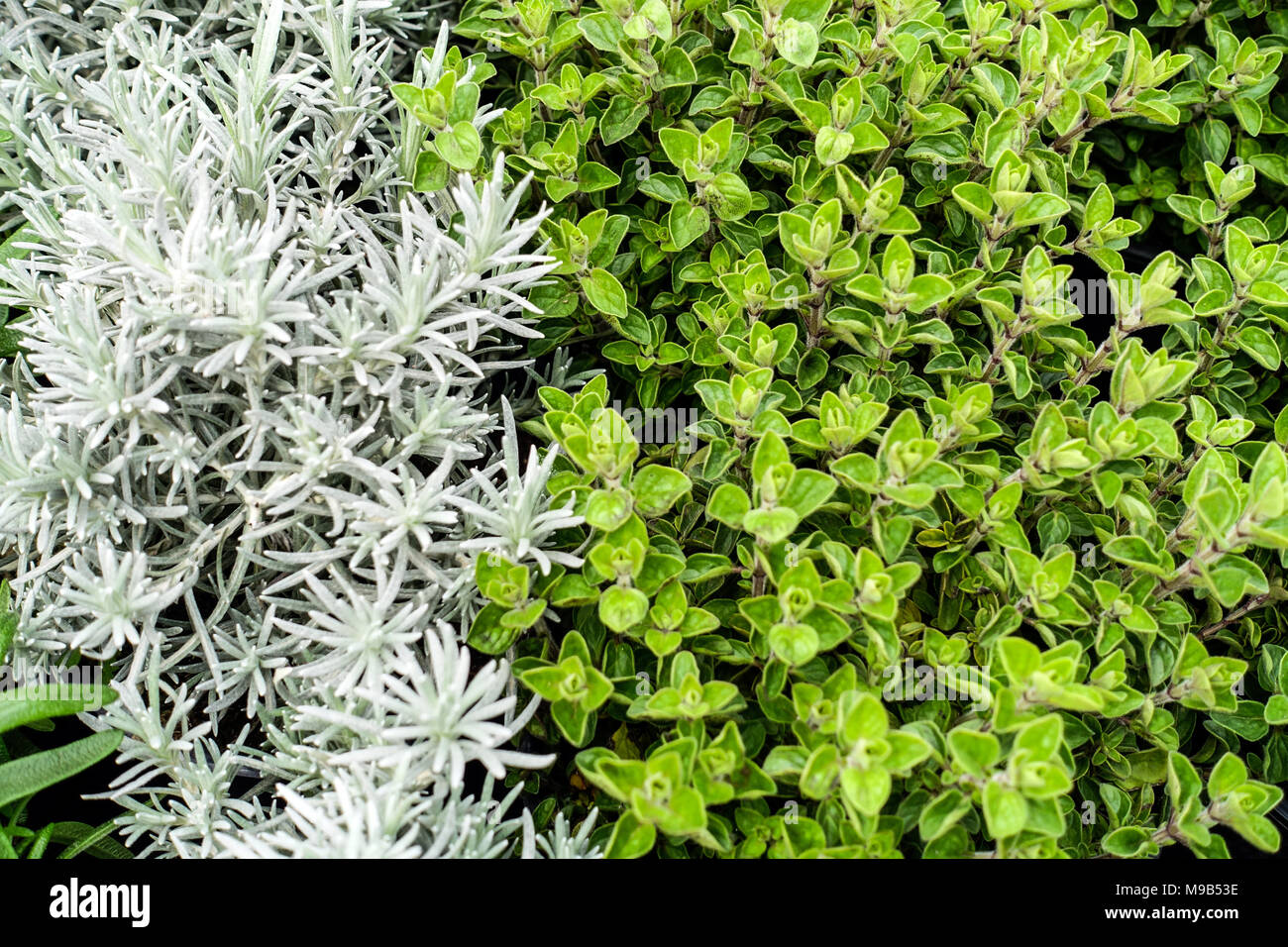 Herbes pour la cuisine, l'origan et Cury Helichrysum italicum plante Banque D'Images