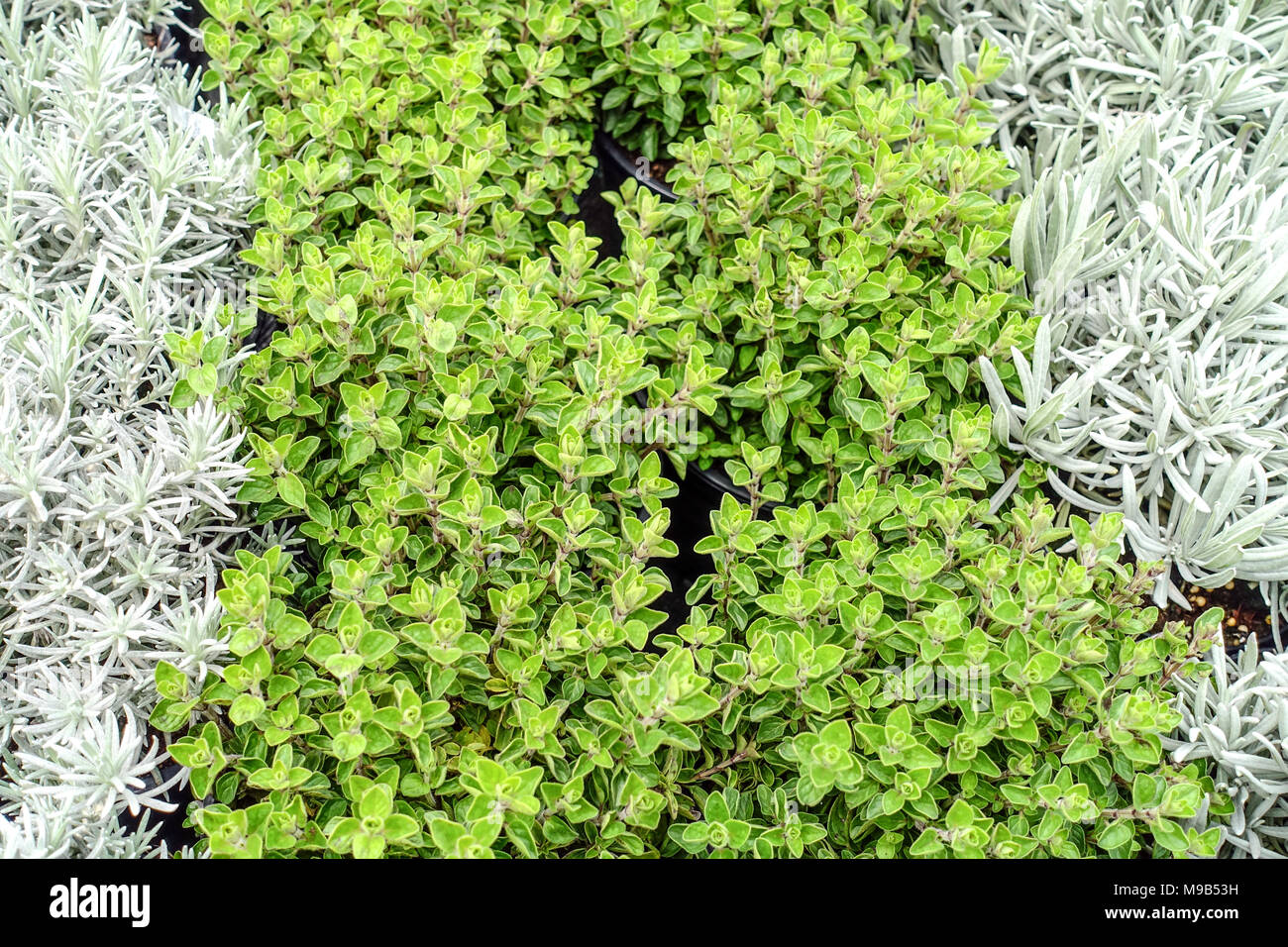 Herbes à la cuisine, origan et Cury plante Helichrysum italicum herbes mélangées Banque D'Images