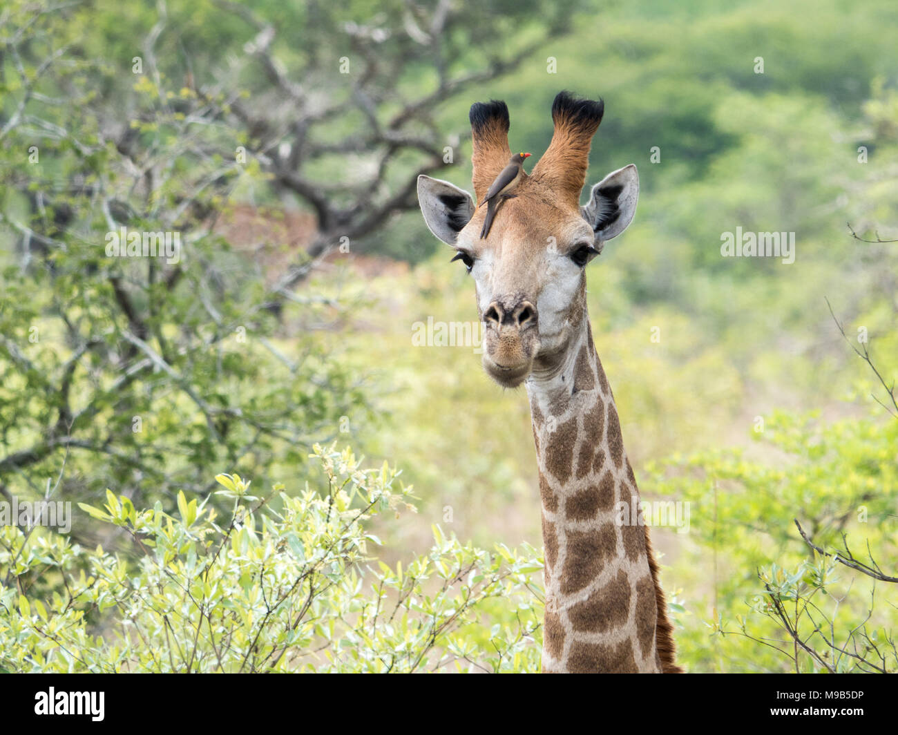 Portrait d'une girafe sauvage avec un Oxpecker assis sur son front Banque D'Images