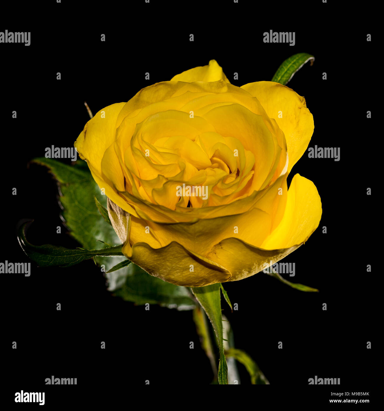 Un plan macro sur une rose jaune pris sur un fond noir. Banque D'Images