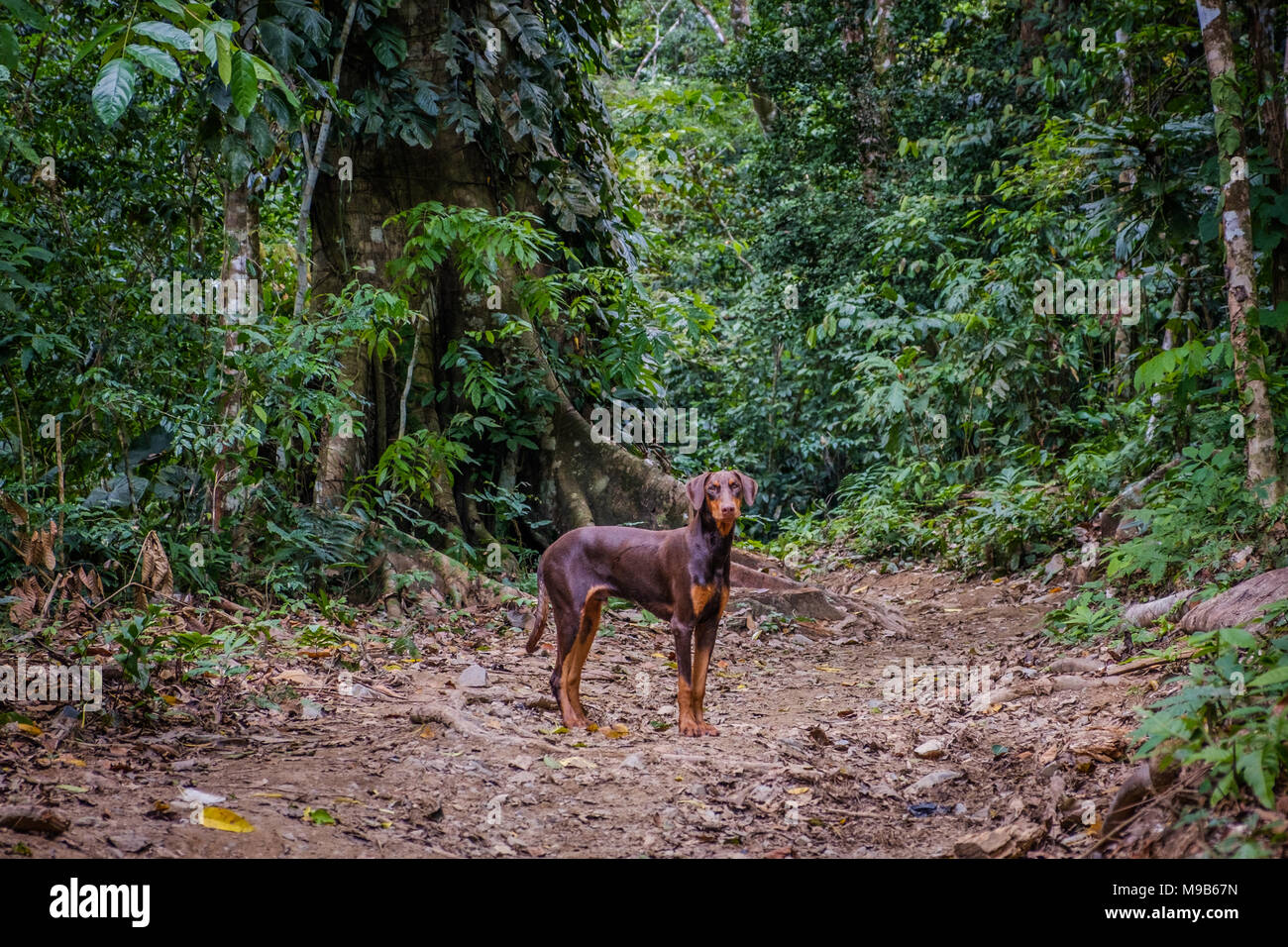 Chien dans la forêt tropicale, chien dans jungle , chien paysage de forêt, Banque D'Images