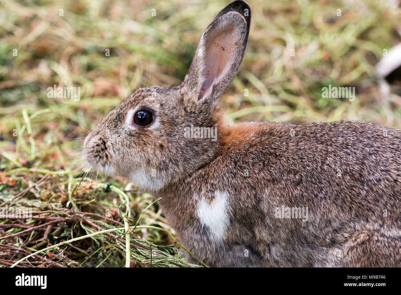 Lapin brun sur le sol. Convient pour Pâques, nature et animaux thèmes. Banque D'Images