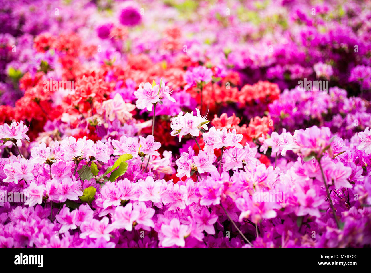 Azalées, rhododendrons Royal - Festival des fleurs en Corée Gunpo Banque D'Images