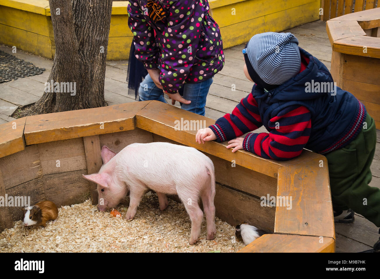 Enfants Bébé garçon et fille au zoo avec petit cochon. Enfant et animaux de  ferme Photo Stock - Alamy