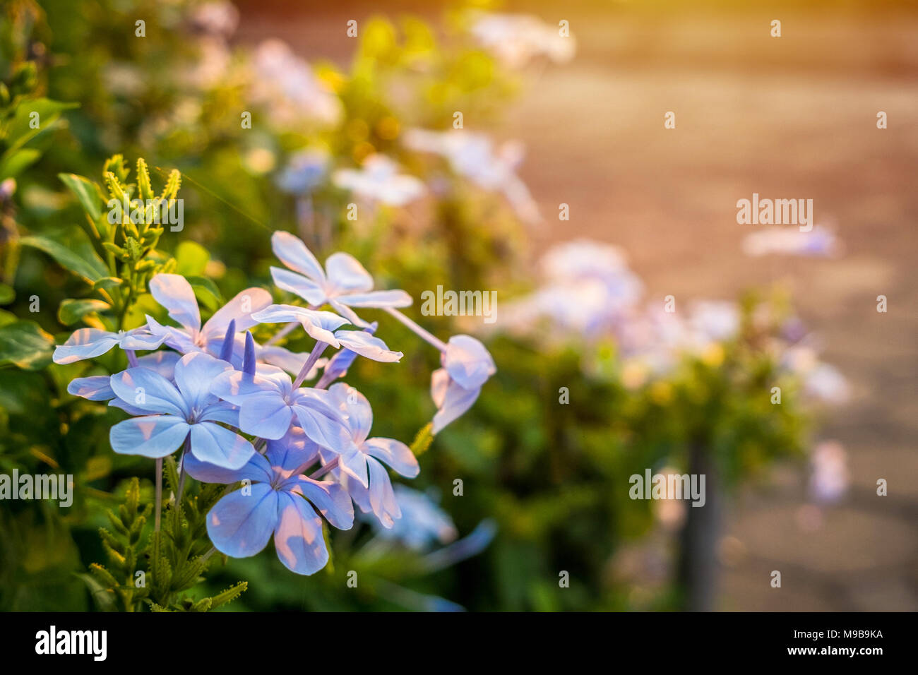 Plumbago bleu dans le Morning Sunrise Banque D'Images