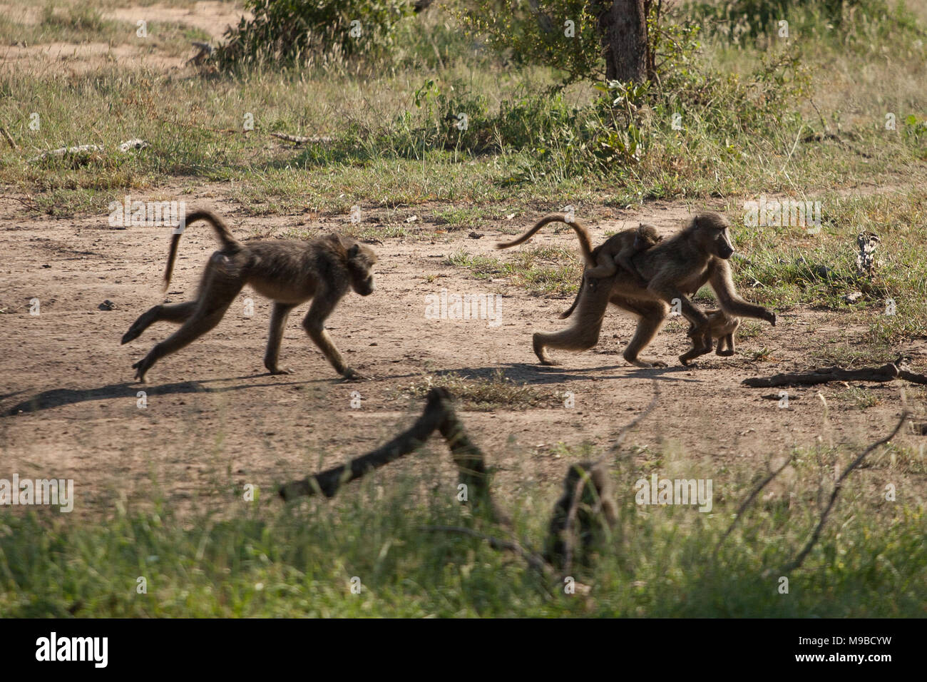 Les babouins tournant autour avec leurs jeunes en Afrique du Sud Kruger Banque D'Images