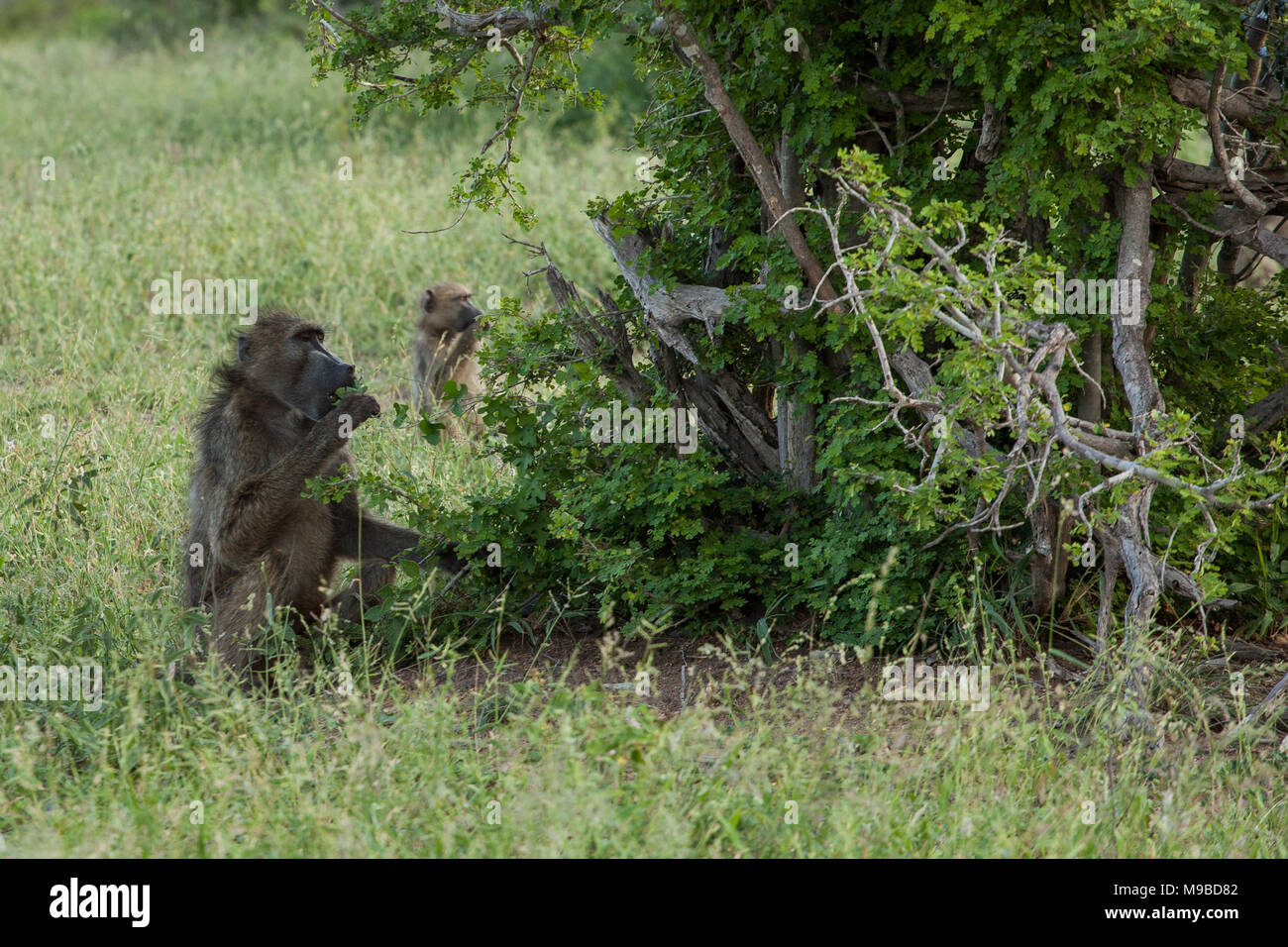 Les babouins à l'affût dans Kruger Afrique du Sud Banque D'Images