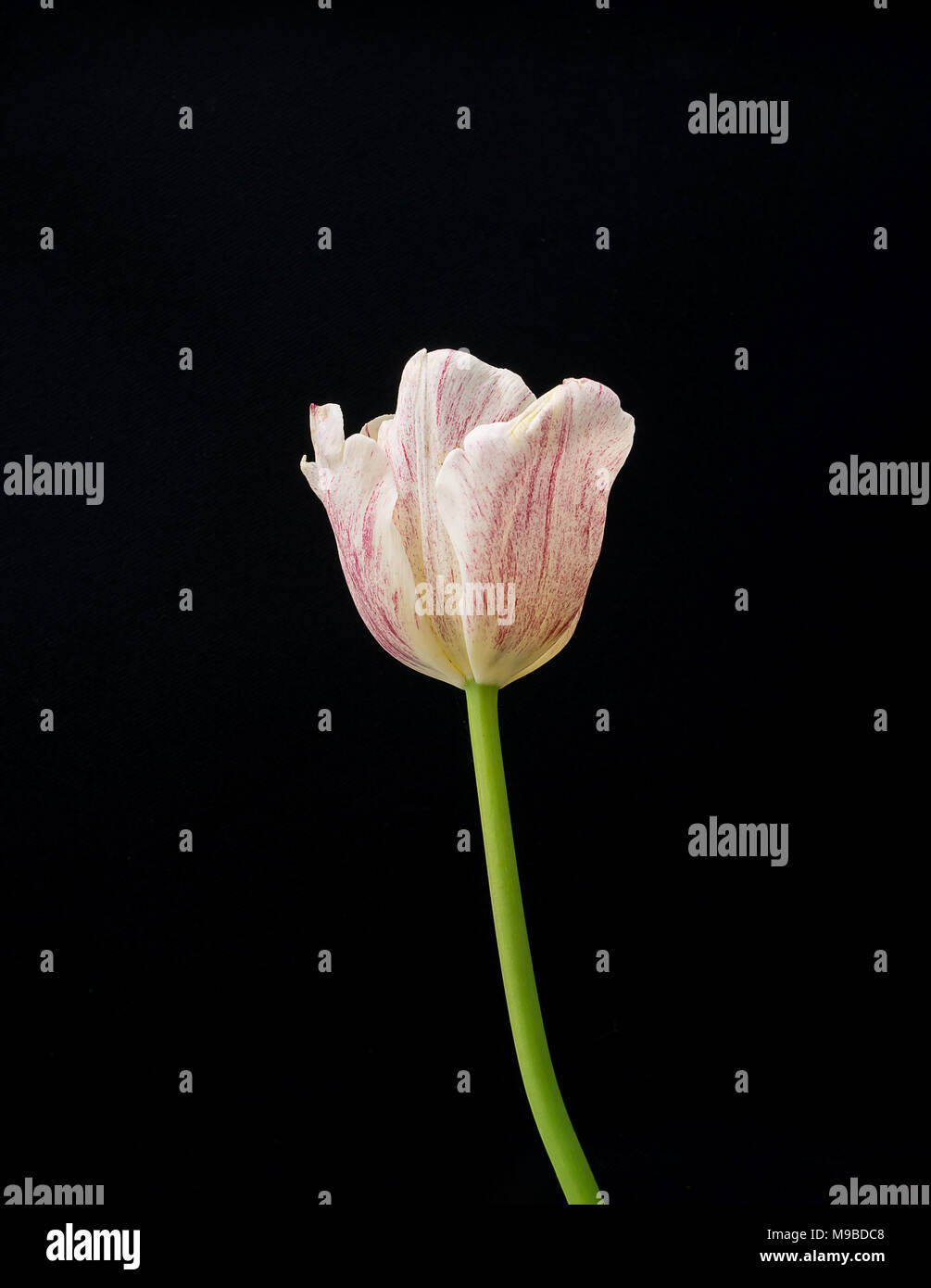 Tulipe blanche sur fond noir, le jardin, Banque D'Images