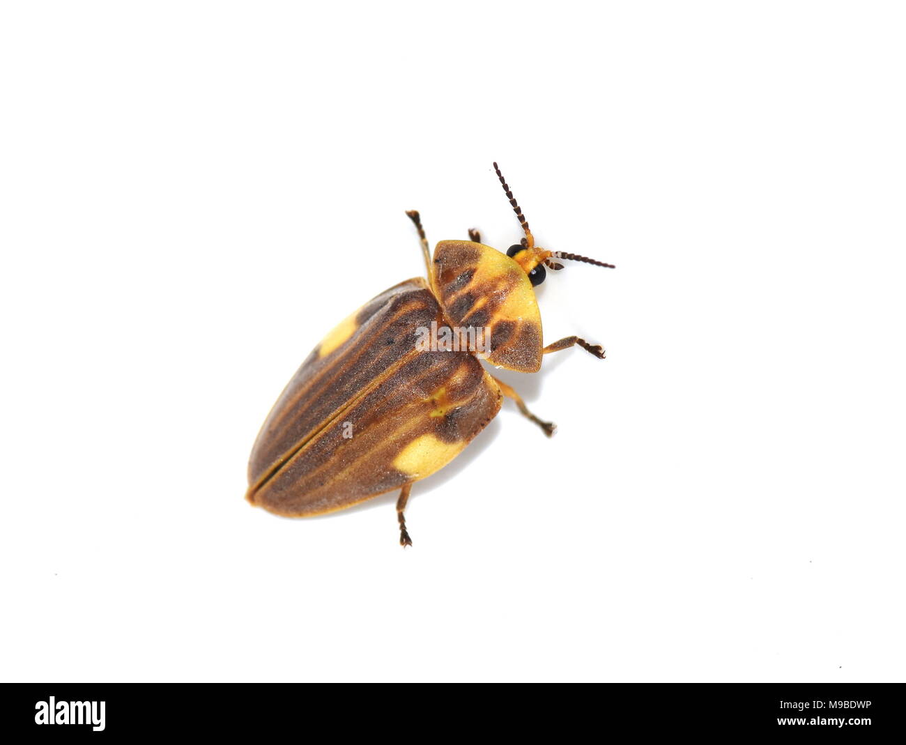 Le Aspisoma lineatum firefly photogéniques du Brésil isolé sur fond blanc Banque D'Images