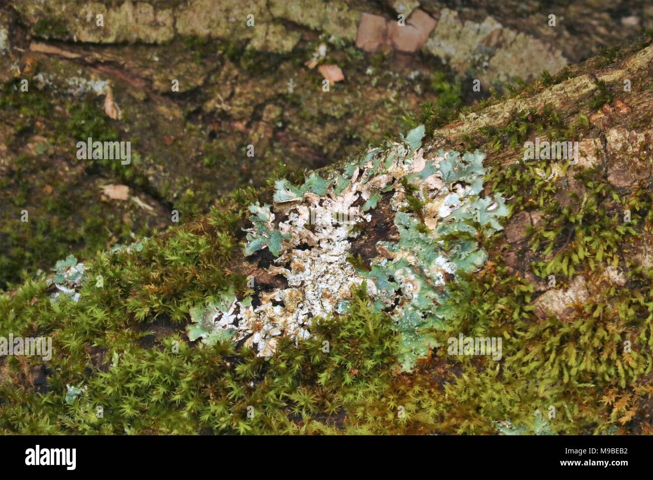 Mousse verte sur un tronc d'arbre au printemps Banque D'Images