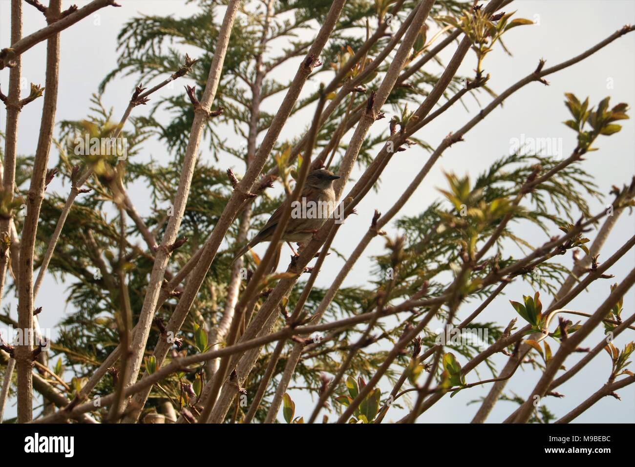 Nid / Hedge Sparrow se percher dans l'arbre contre un ciel blanc au printemps Banque D'Images