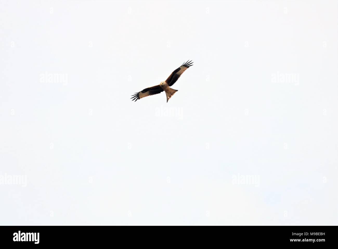 Red Kite bird flying in sky Banque D'Images