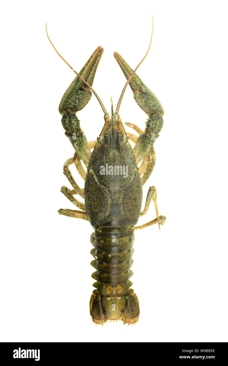Les écrevisses sur fond blanc isolé Banque D'Images