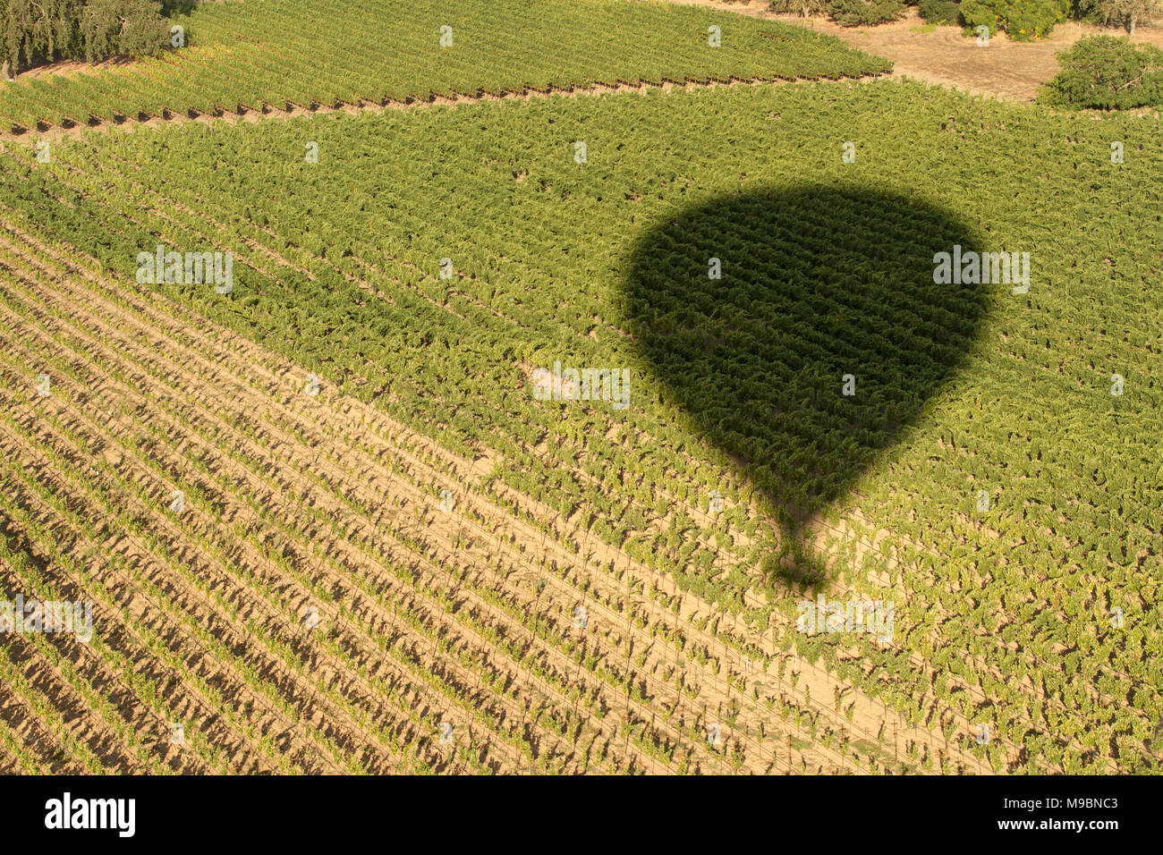L'ombre d'un ballon à air chaud à l'égard des raisins dans une vigne Banque D'Images