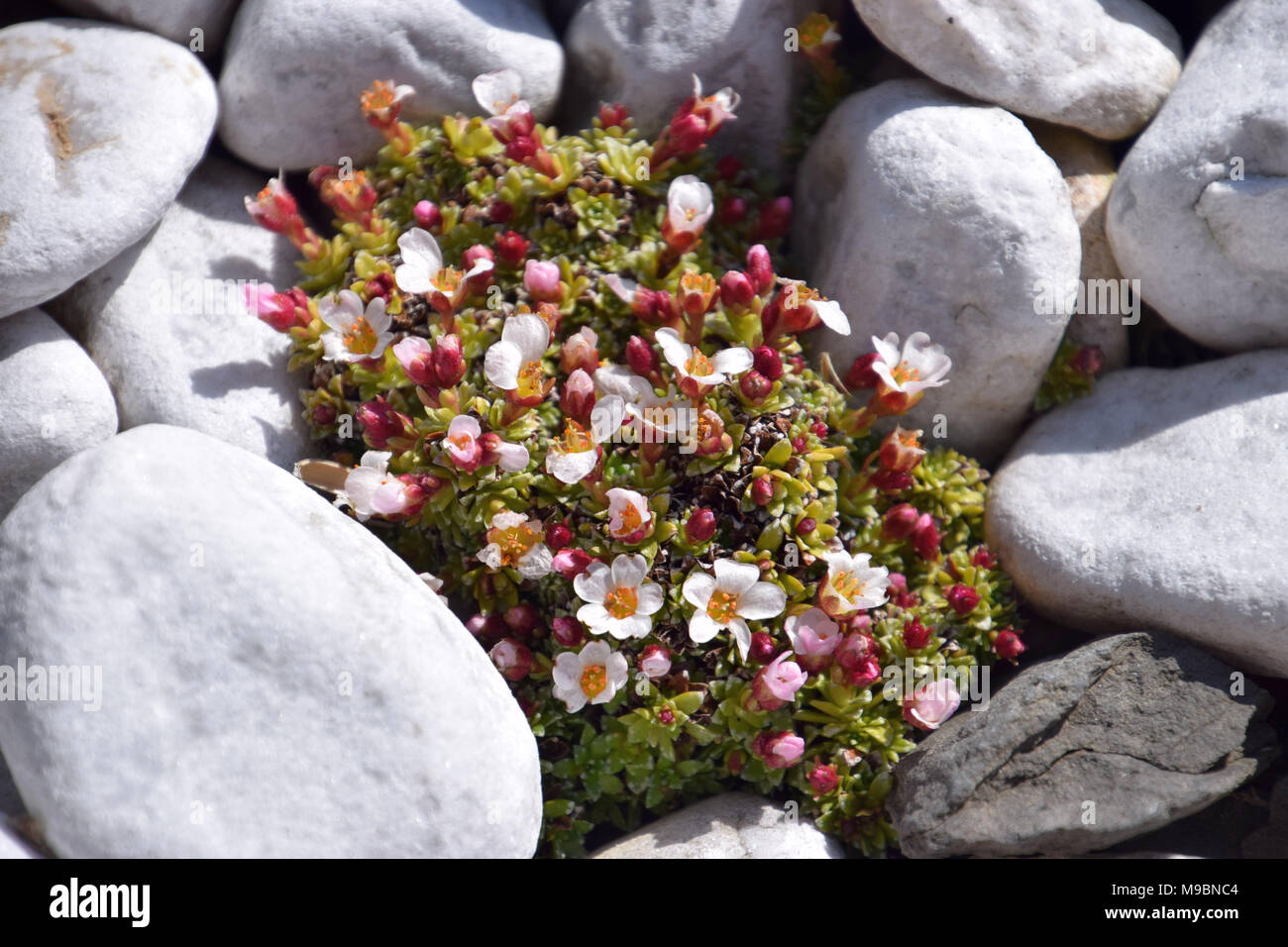 Vue rapprochée de mini plantes succulentes Banque D'Images