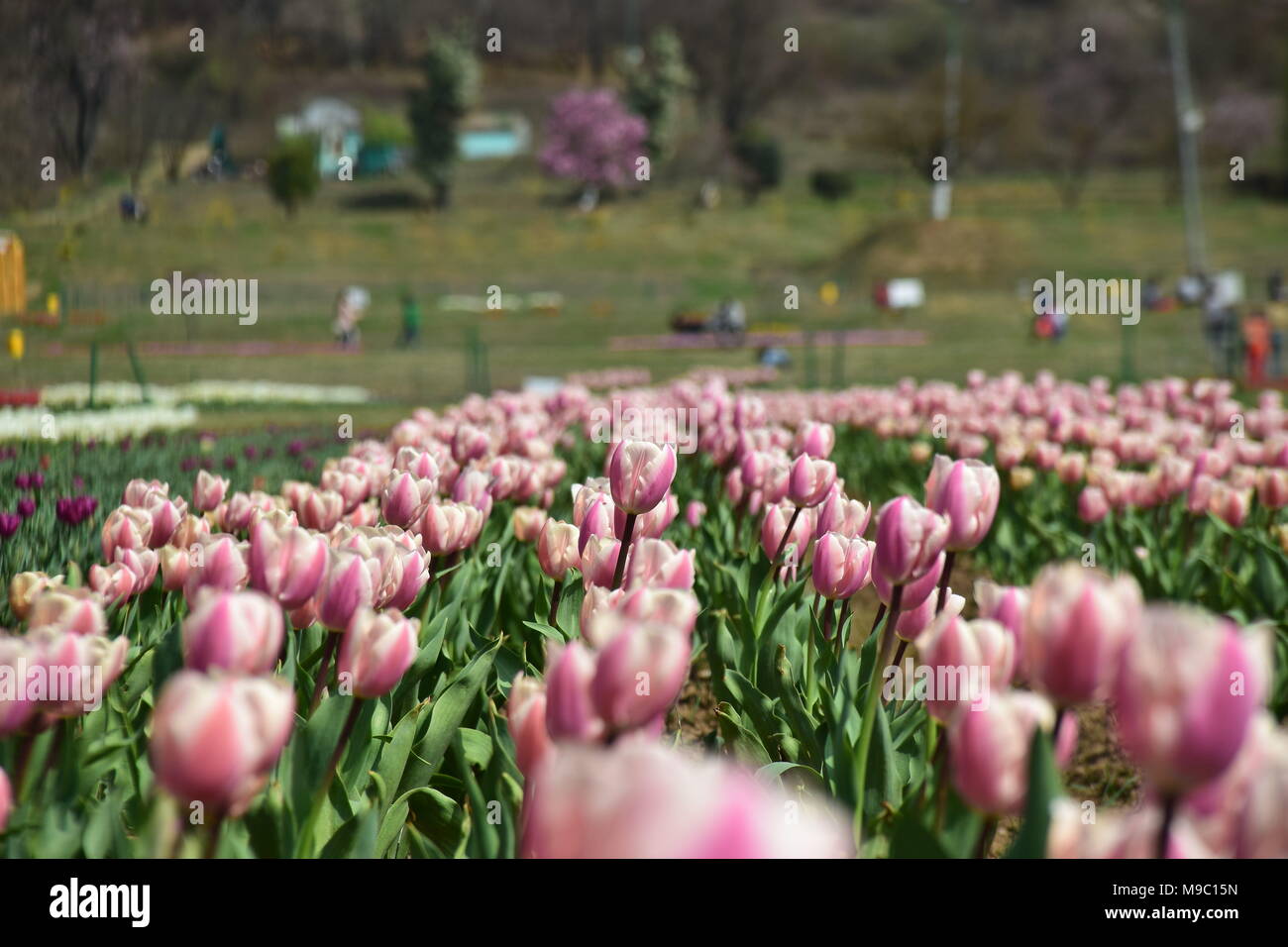 Srinagar, Jammu-et-Cachemire, Jashmir. 24Th Mar, 2018. Une vue générale de tulipes en fleurs dans la fameuse Indira Gandhi Memorial Tulip garden, de l'Asie, le plus grand jardin de tulipes de Srinagar, capitale d'été de Jashmirn cachemire. C'est le plus grand jardin de tulipes en Asie, répartis sur une superficie de 30 hectares. Il est situé dans la région de Siraj Bagh sur pied de gamme Zabarwan. C'est l'un des lieu d'attraction touristique à Srinagar. Credit : Abbas Idrees SOPA/Images/ZUMA/Alamy Fil Live News Banque D'Images