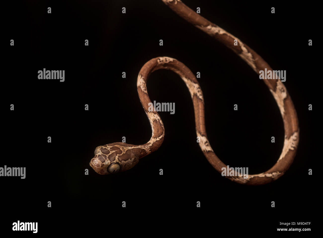 Un serpent (Imantodes sa tête cenchoa) trouvés dans la nuit dans la jungle péruvienne, elle est suspendue dans l'obscurité. Banque D'Images