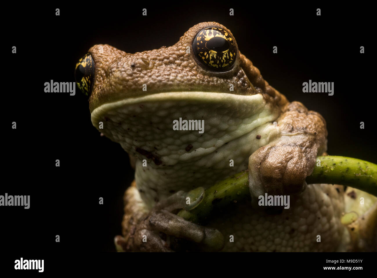 Une rainette veiné (Trachycephalus venulosus) du Pérou. Ces sécrétions toxiques ont grenouille qui aident à le défendre contre les prédateurs. Banque D'Images