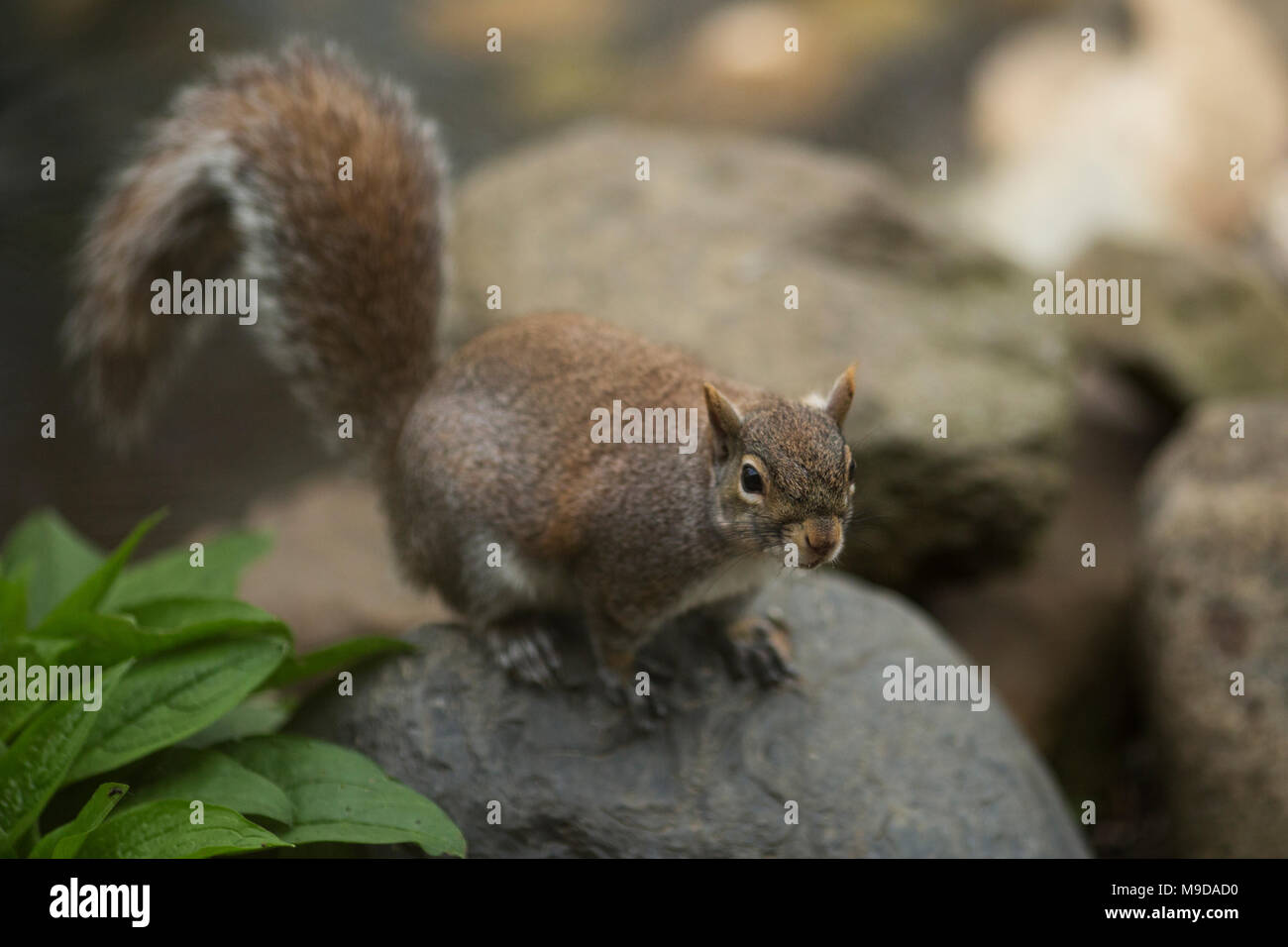 L'écureuil gris (Sciurus carolinensis) regarder à partir d'un point de vue des Rocheuses. Banque D'Images