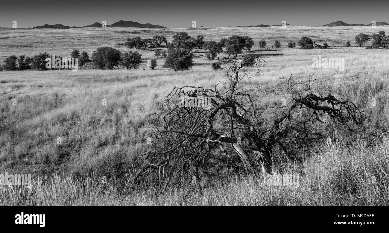 Les terres de pâture, Coronado National Forest, le sud de l'Arizona Banque D'Images