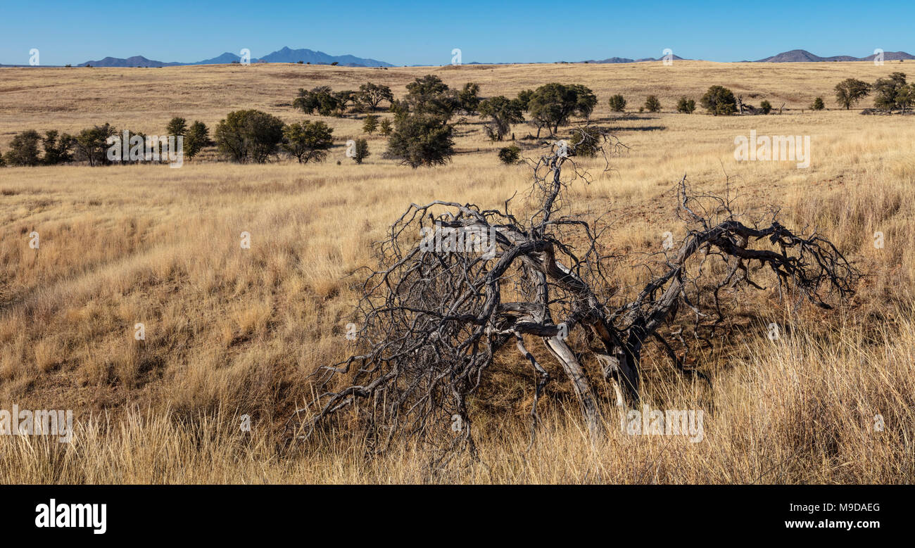 Les terres de pâture, Coronado National Forest, le sud de l'Arizona Banque D'Images
