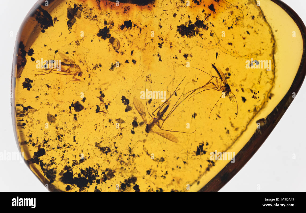 Les moustiques dans l'Ambre 40 millions d'années, la République Dominicaine Banque D'Images