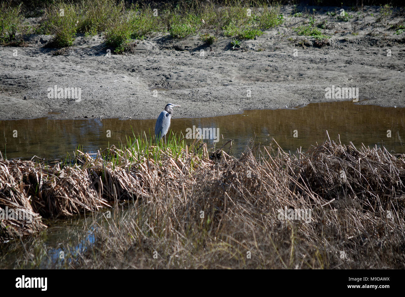 Great Blue Heron,,, Alameda Creek Trail régional, Union City, CA USA Banque D'Images