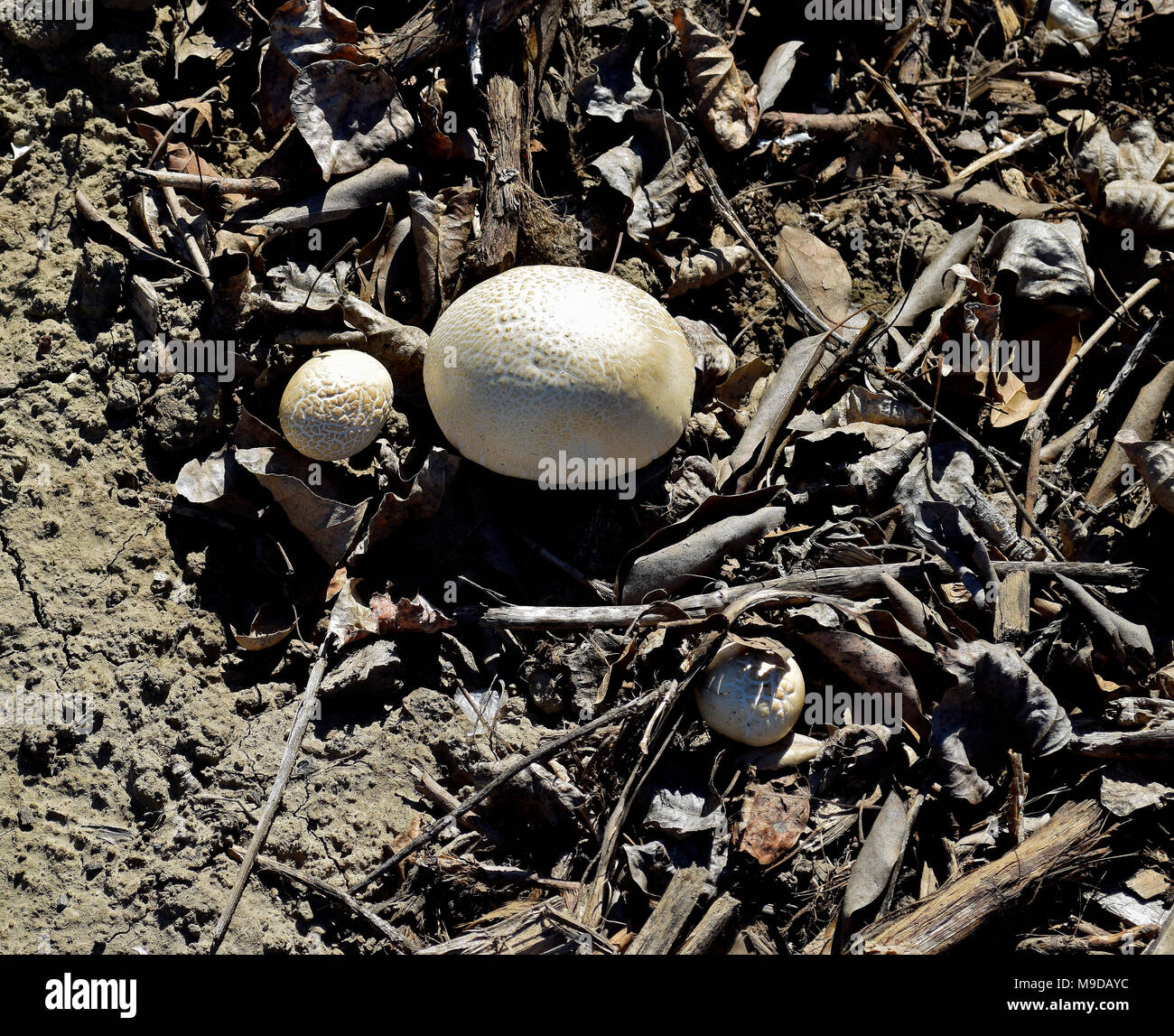 Champignons poussant sur l'Union européenne Ville trail à côté de César Chavez Middle School, en Californie Banque D'Images