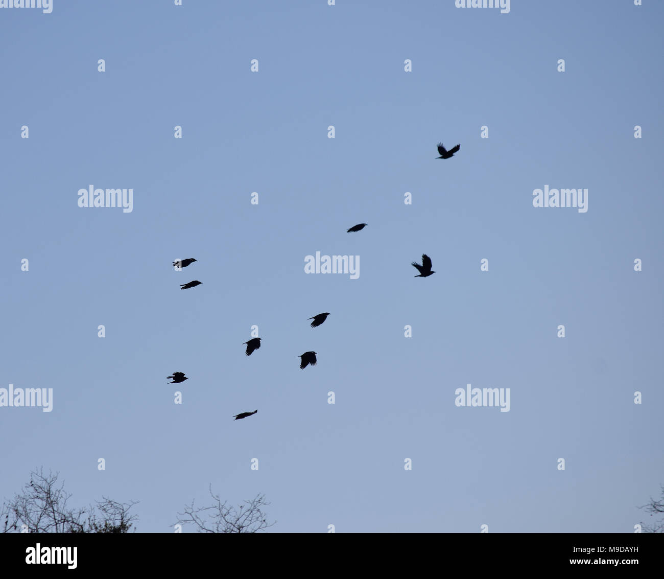 Flock of birds, Alameda Creek Trail régional, Union City, Californie Banque D'Images