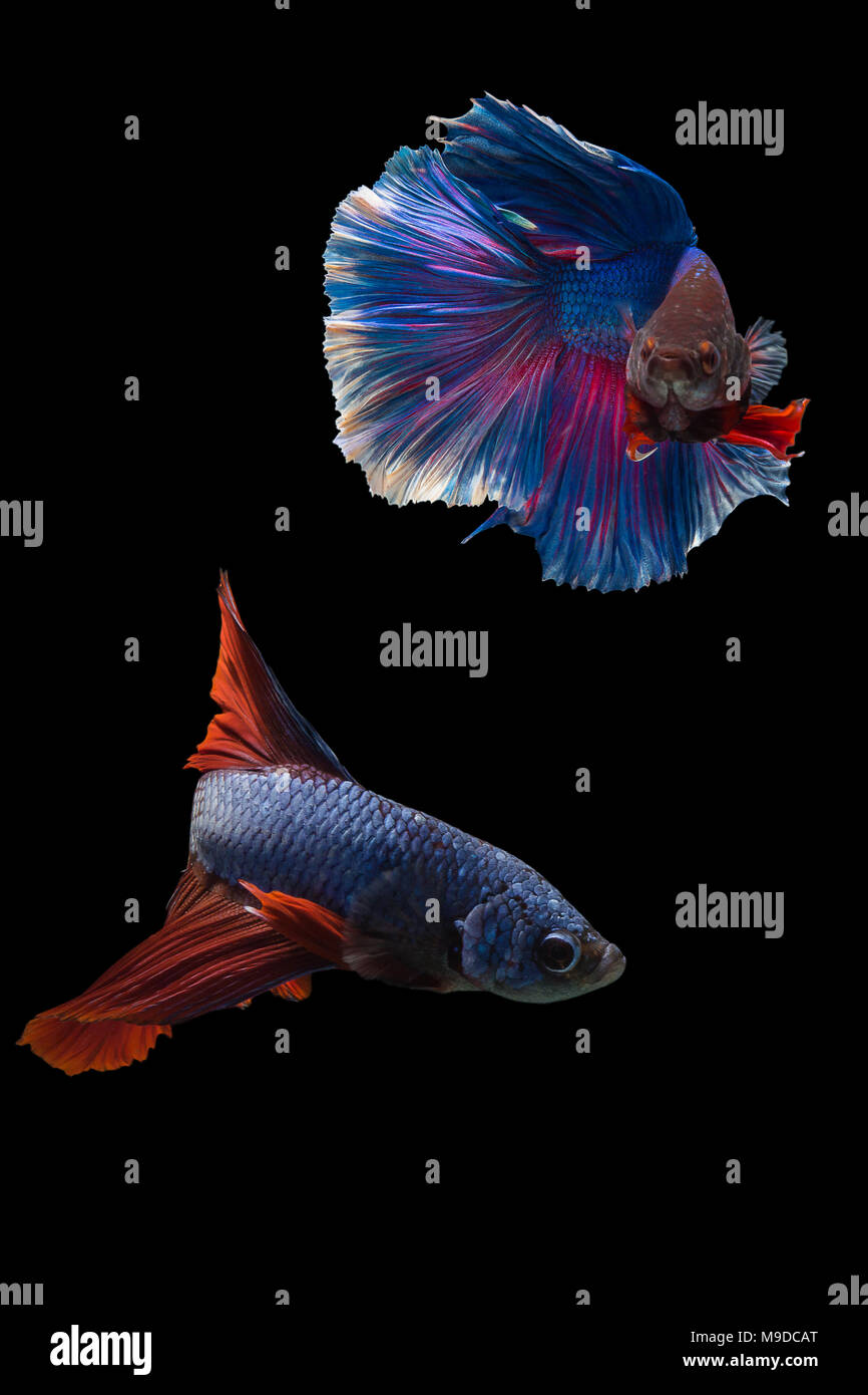 Poissons de combat siamois,longue queue demi-lune rouge(HMPK)combats avec longue queue bleue,Betta Splendens isolé sur fond noir. Banque D'Images