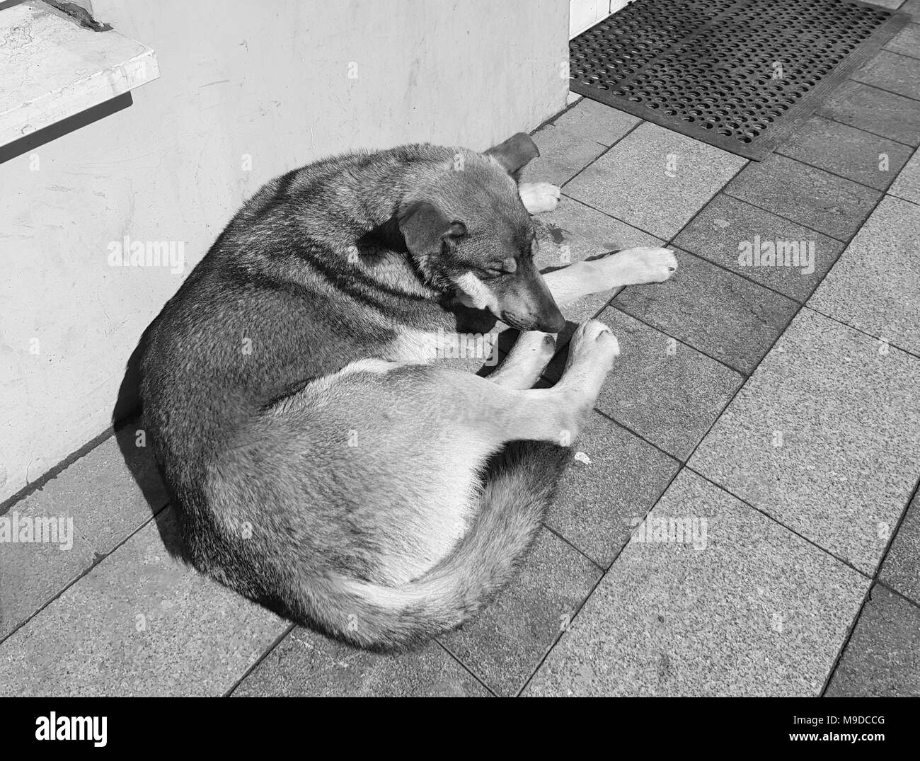 Photo d'un chien de la rue portant sur un trottoir en granit au début du printemps la fin de l'hiver, en noir et blanc, des détails croustillants, style journaliste Banque D'Images