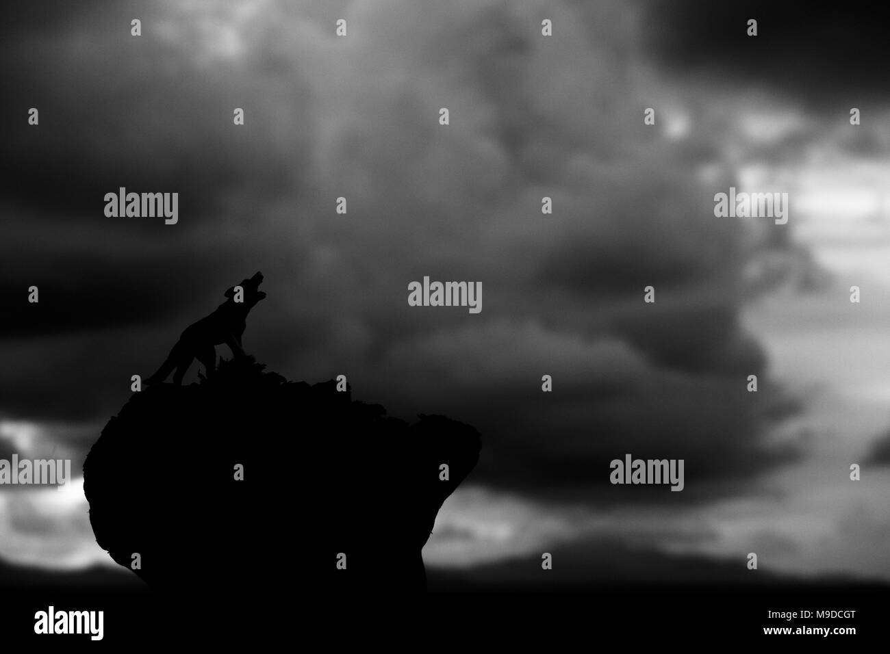Howling Wolf dans le milieu de la nuit Banque D'Images
