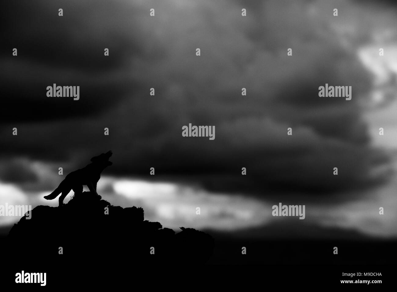 Howling Wolf dans le milieu de la nuit Banque D'Images