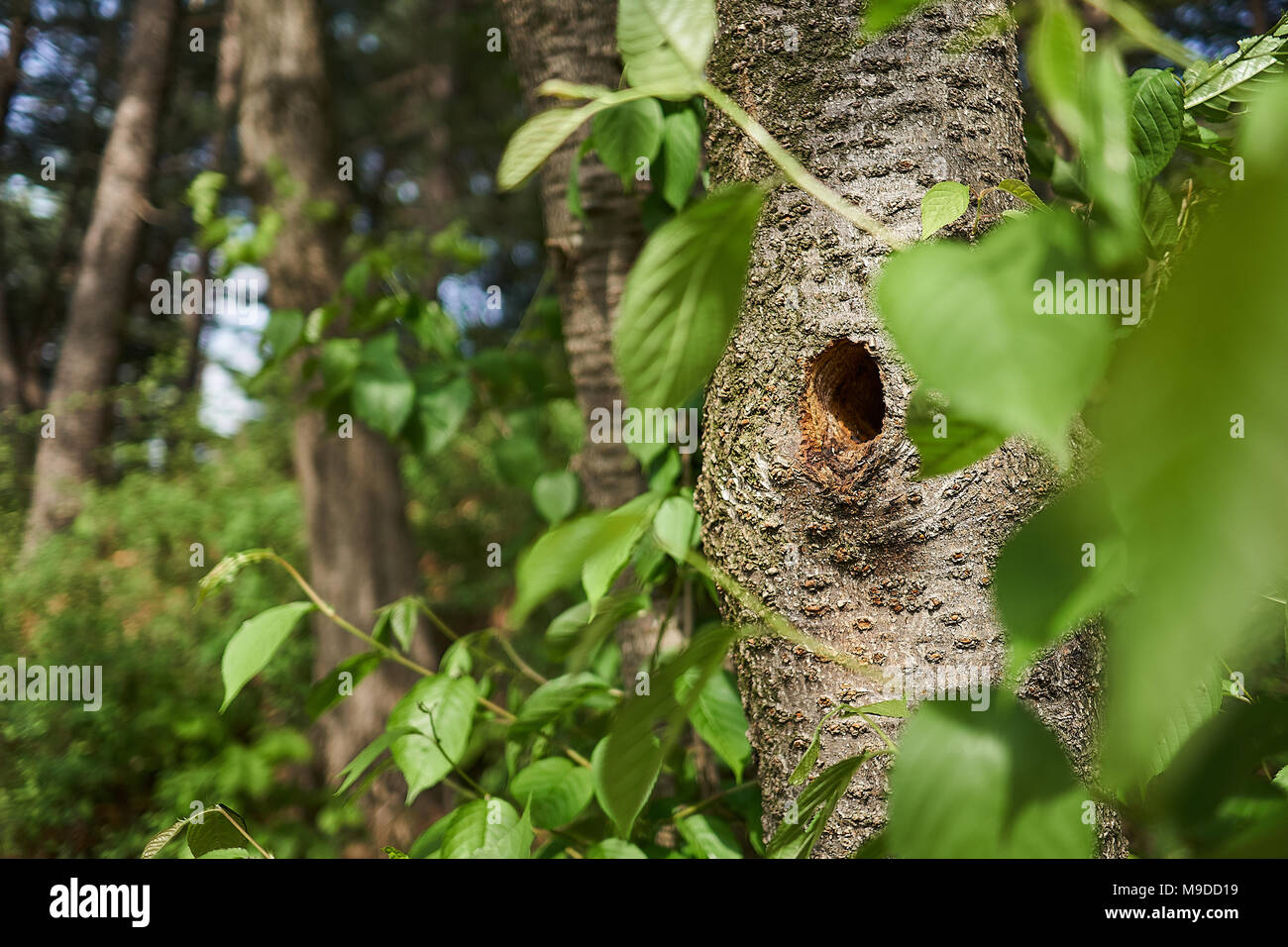 Trou de pic-bois dans un arbre au jardin botanique de Pyunggang en Corée du Sud vue entre les feuilles. Banque D'Images