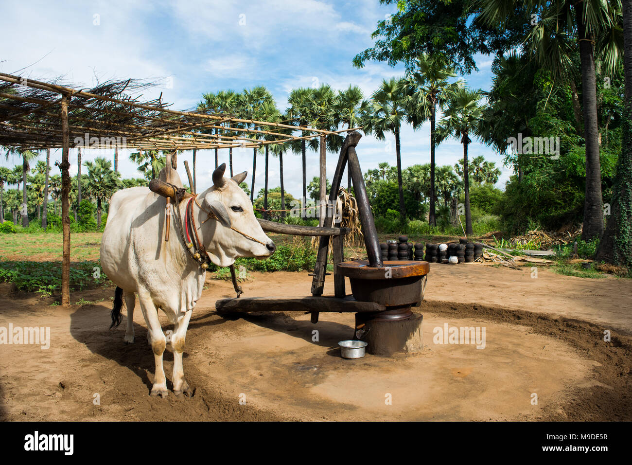 Boeuf blanc mâle tirant un moulin à huile, utilisé pour moudre les arachides et la production d'huile d'arachide. Les champs d'agriculture birmane de palmiers à tourner en rond les voies en Asie Banque D'Images