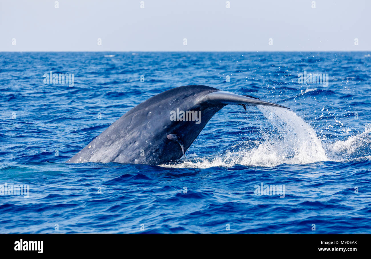 Rorqual bleu (Balaenoptera musculus) fluke queue avec suckerfish vu pendant qu'à l'observation des baleines, Weligama Mirissa dorsale Chagos-Maldives, Mer, côte sud de Sri Lanka Banque D'Images