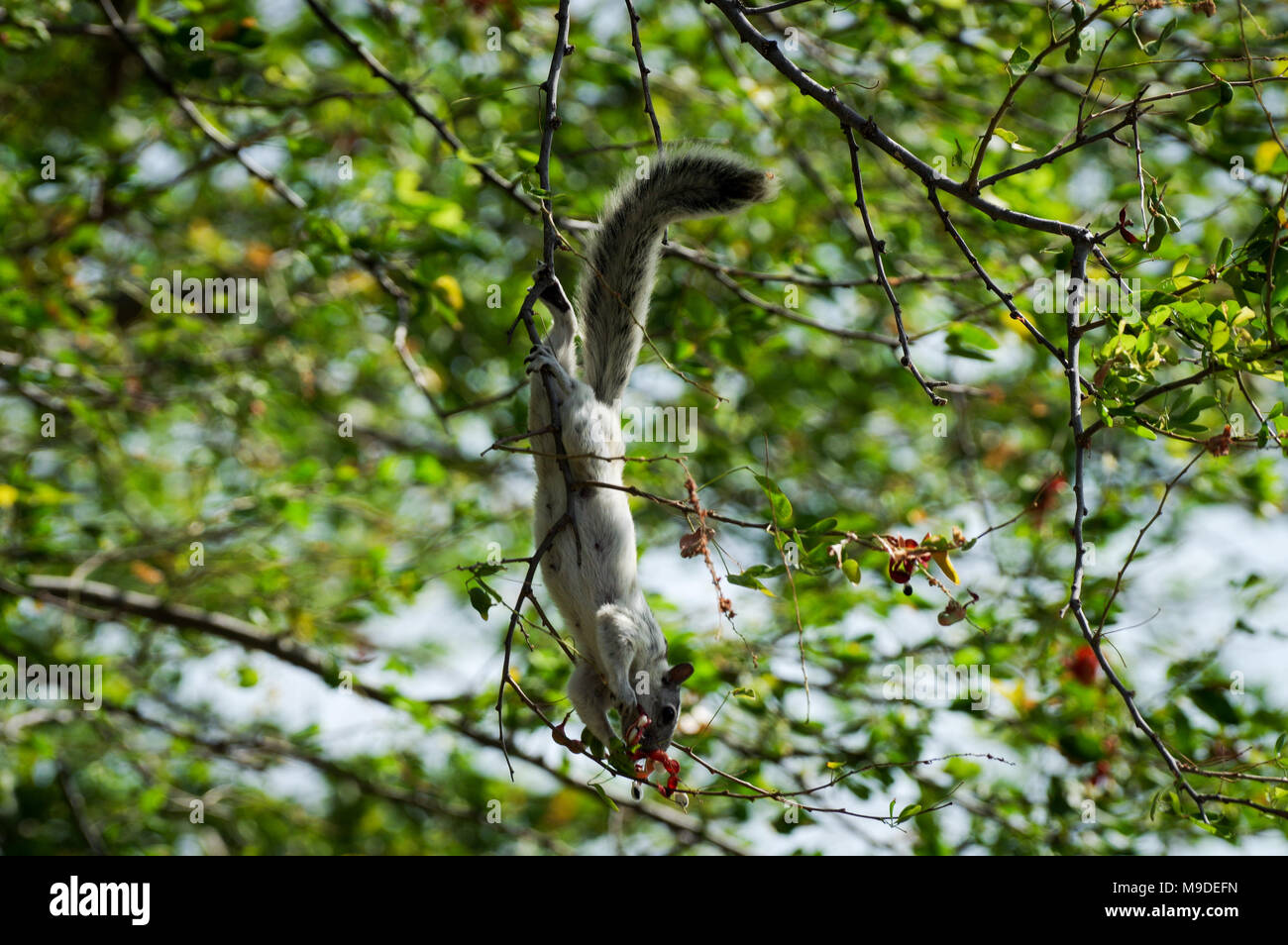 Écureuil adultes tête en bas sur une branche à la recherche de nourriture dans la région de laguna de Apoyo, Nicaragua Banque D'Images