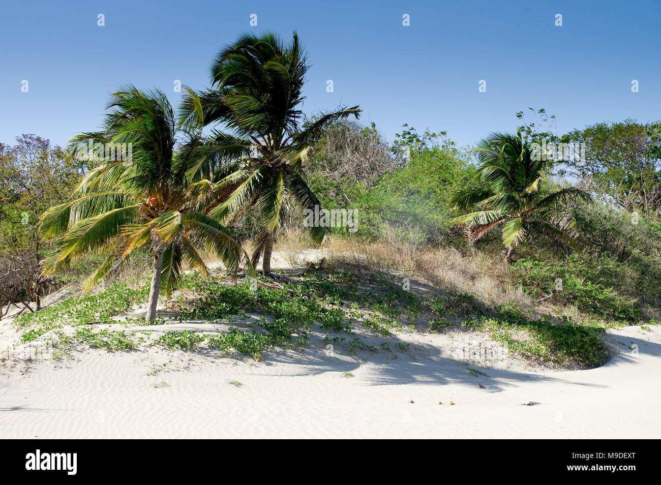 Bordée de palmiers, magnifique plage de sable blanc sur la côte ouest du Nicaragua, Amérique Centrale Banque D'Images