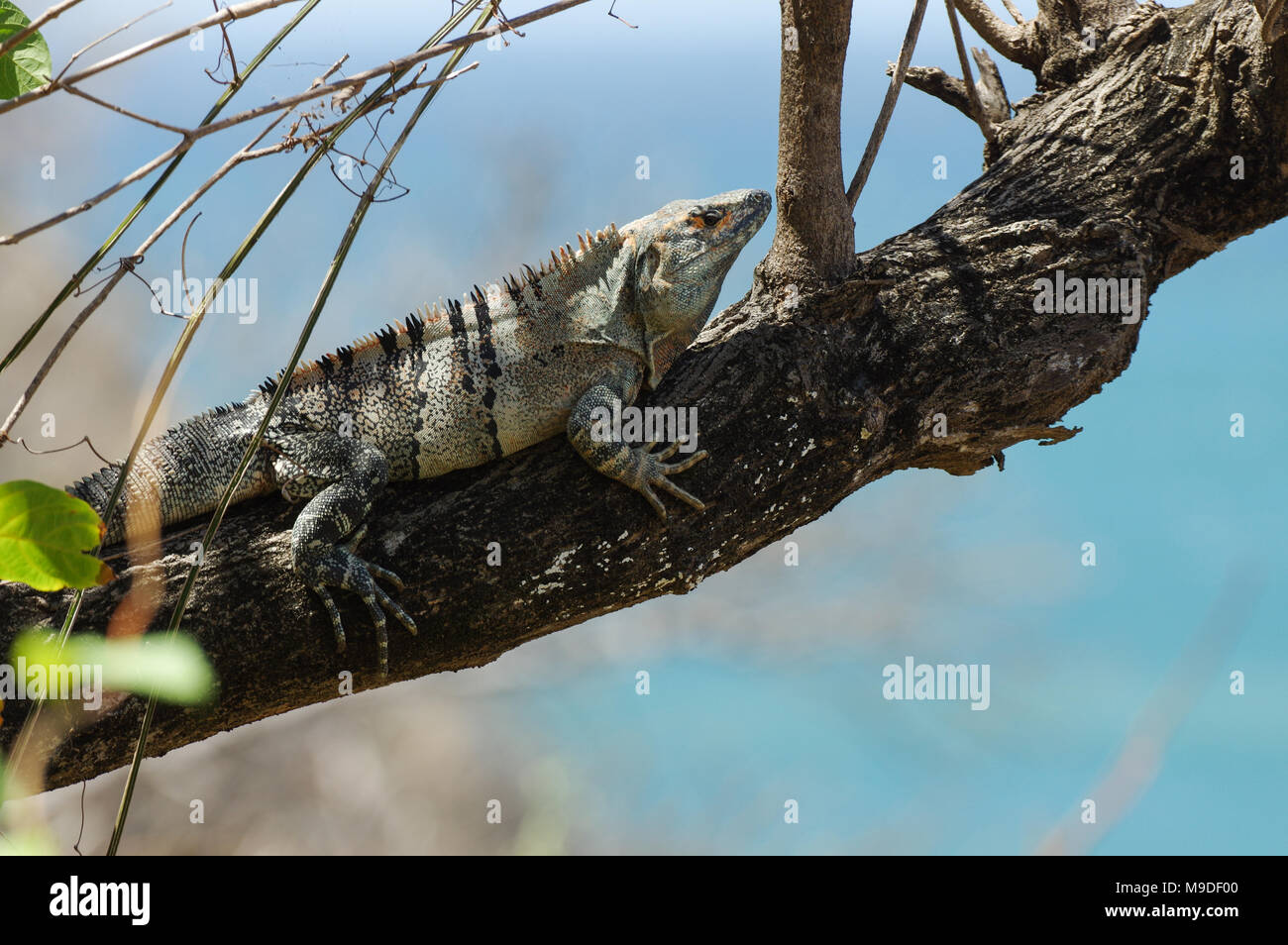 Iguana se prélasser sur une branche ombragé sur la côte ouest du Nicaragua Banque D'Images