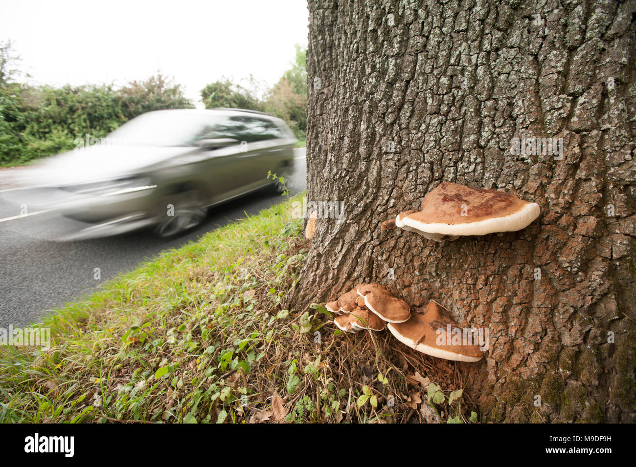 Un exemple de croissance Ganoderma resinaceum à la base d'un chêne, en bordure nord du Dorset England UK GO Banque D'Images
