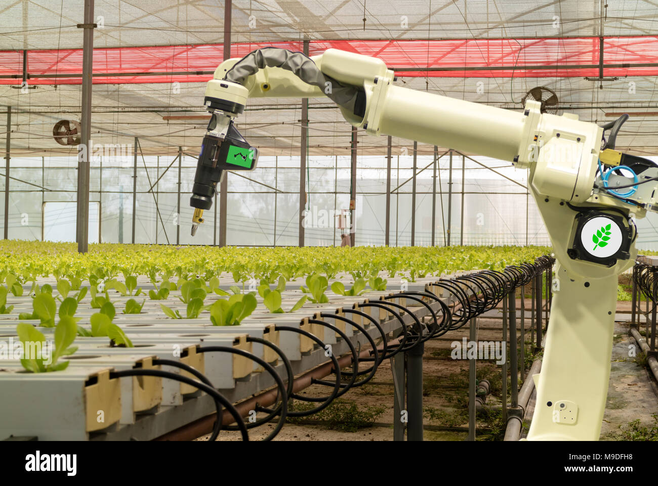 Robotique intelligente dans l'agriculture, concept futuriste robot-agriculteurs (automatisation) doit être programmée pour travailler pour la pulvérisation d'engrais chimiques,ou augmenter effici Banque D'Images