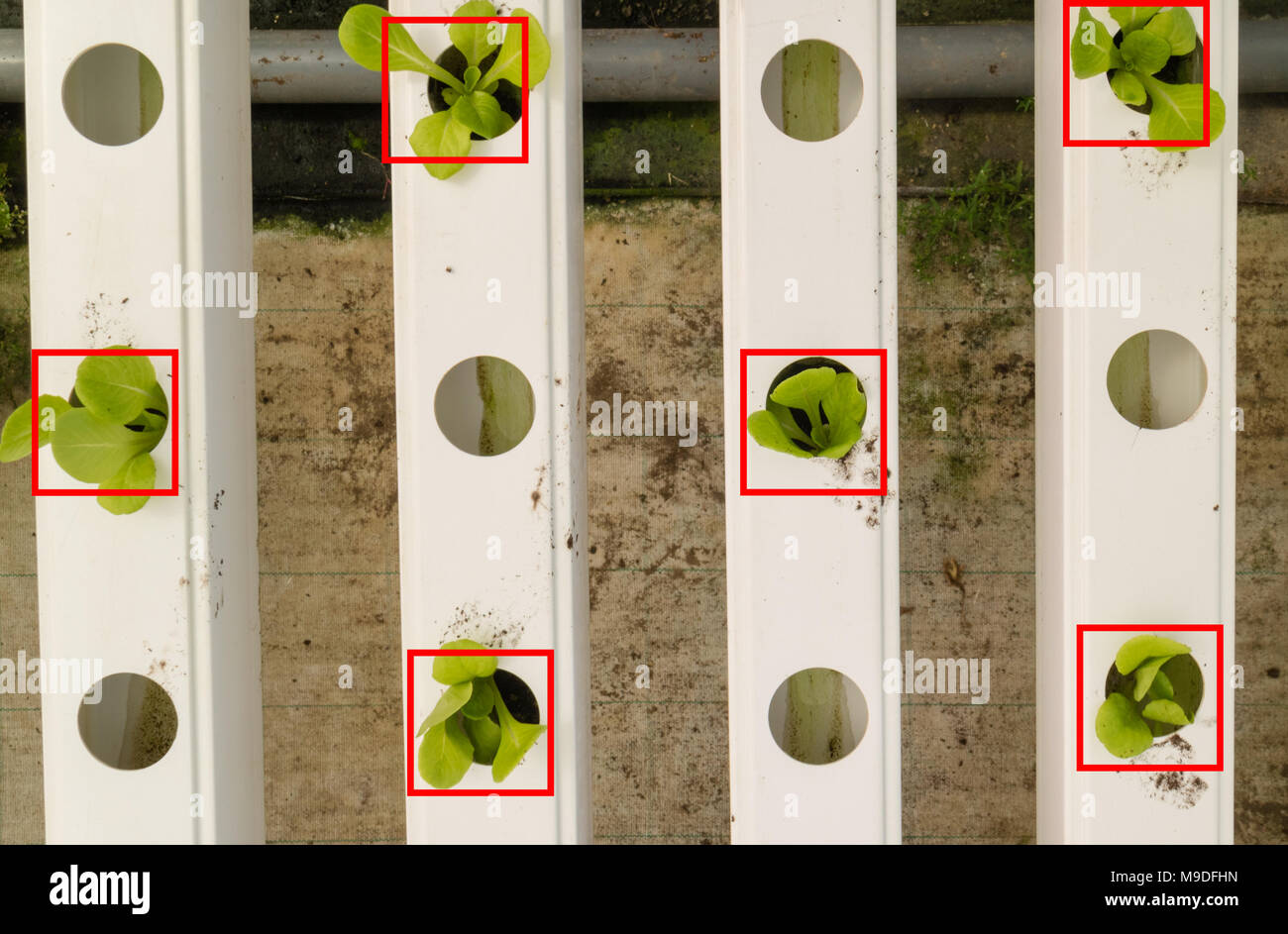 L'agriculture intelligente, le concept futuriste de voir les agriculteurs du robot (automatisation) qui programmé pour fonctionner pour collecter des légumes et fruits à l'aide des l Banque D'Images